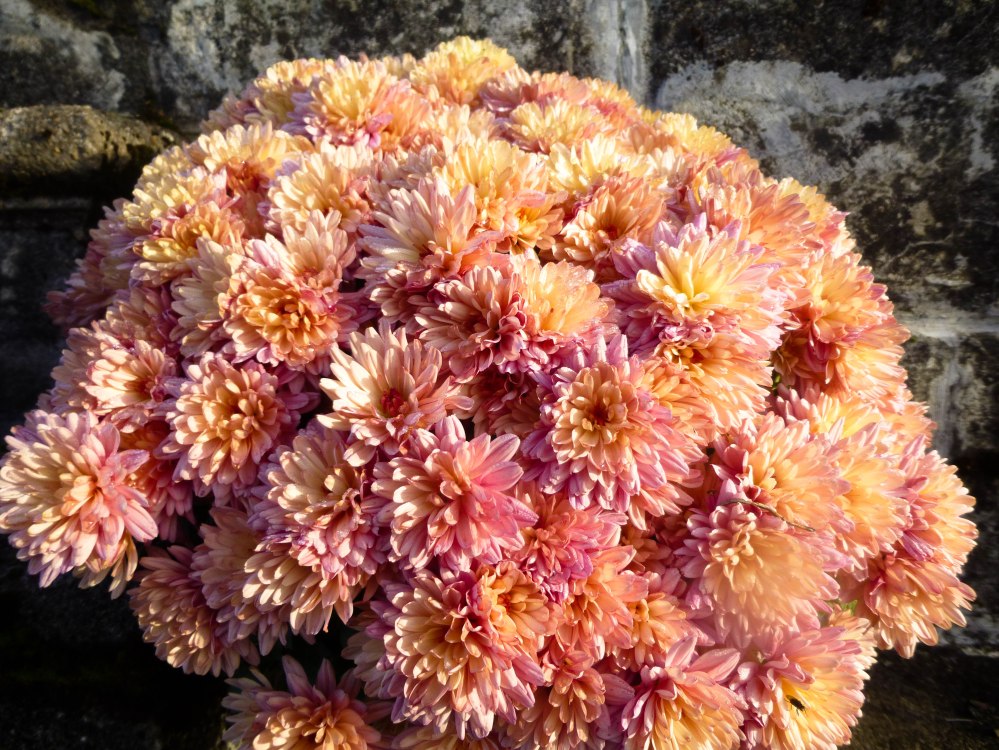 Fleur Vs Déchet végétal