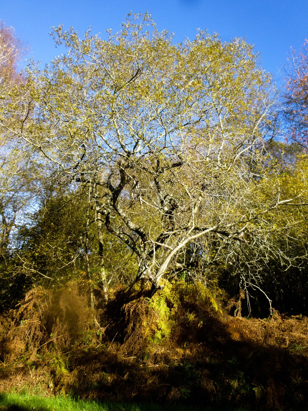 Échos sauvages et indigènes