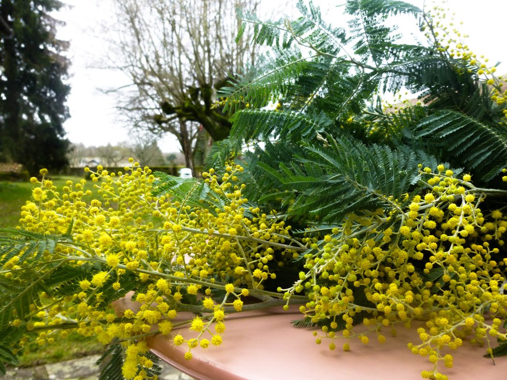 Collecte de végétaux à Vayres