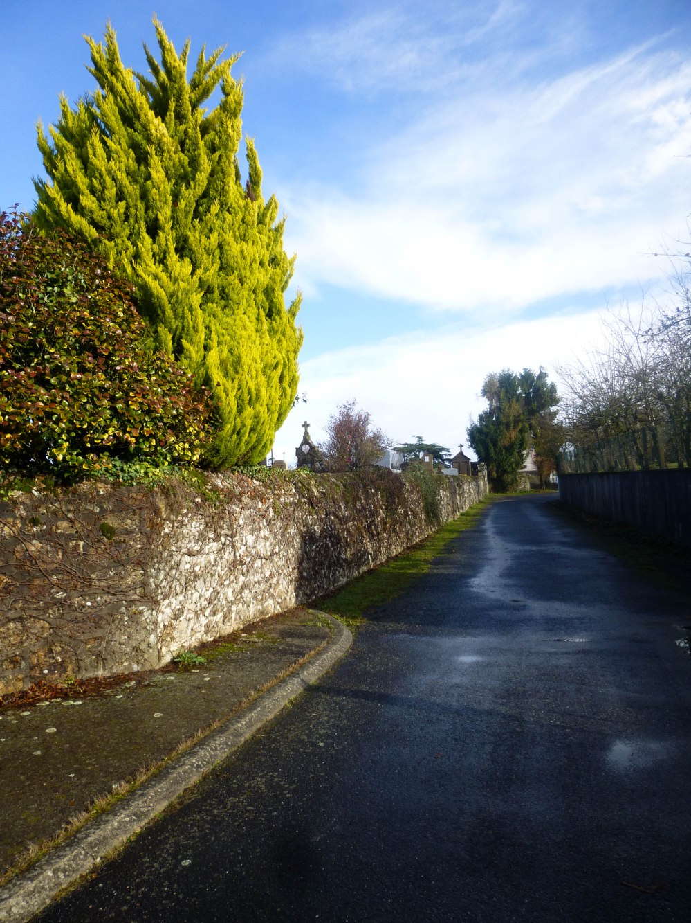 Sauvons les fleurs des cimetières!