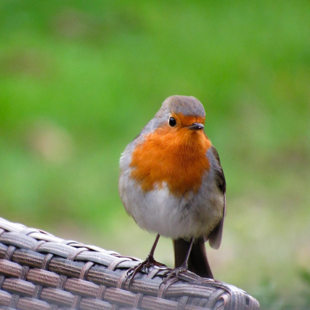 Refuge LPO à Vayres