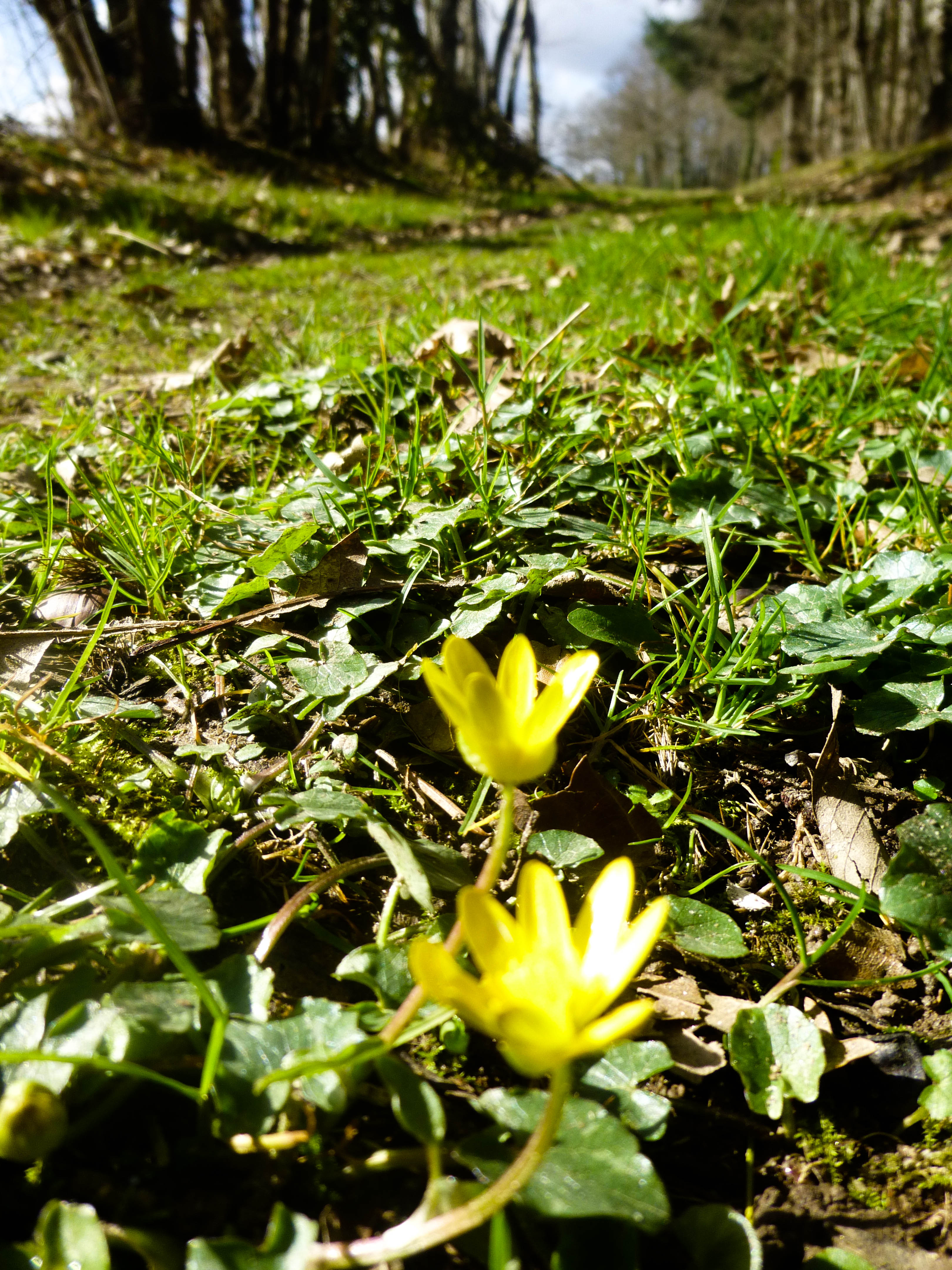 Un été à Vayres Les Roses