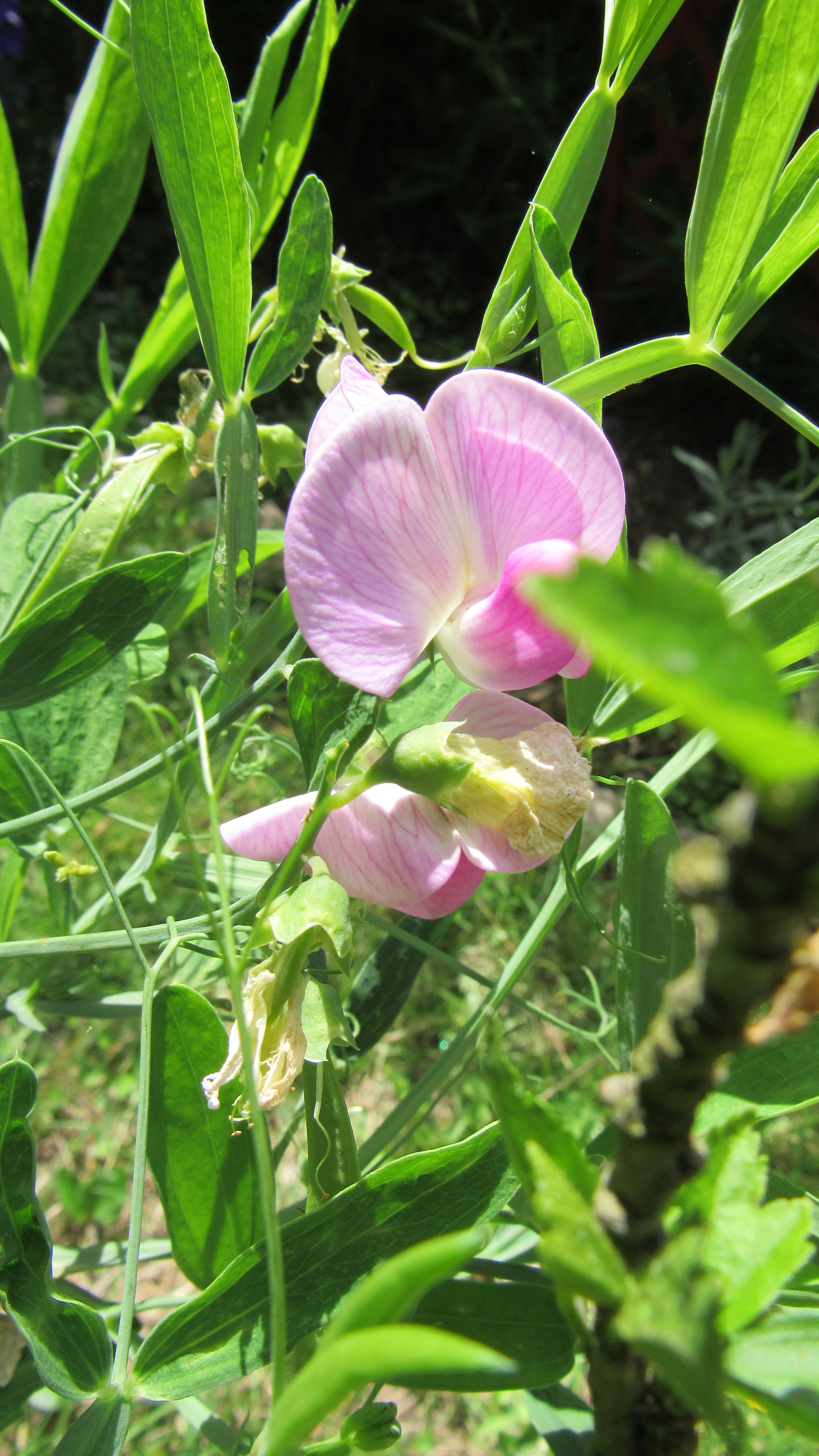 Sorties Nature et Découvertes