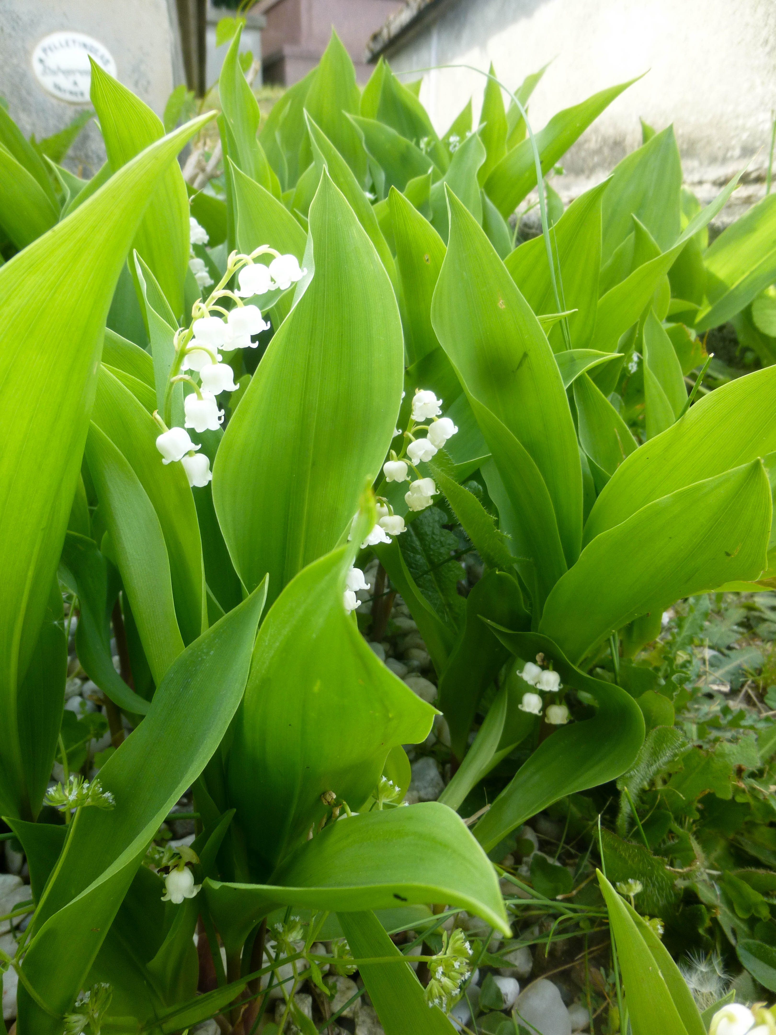 Participation au Printemps des Cimetières 2023