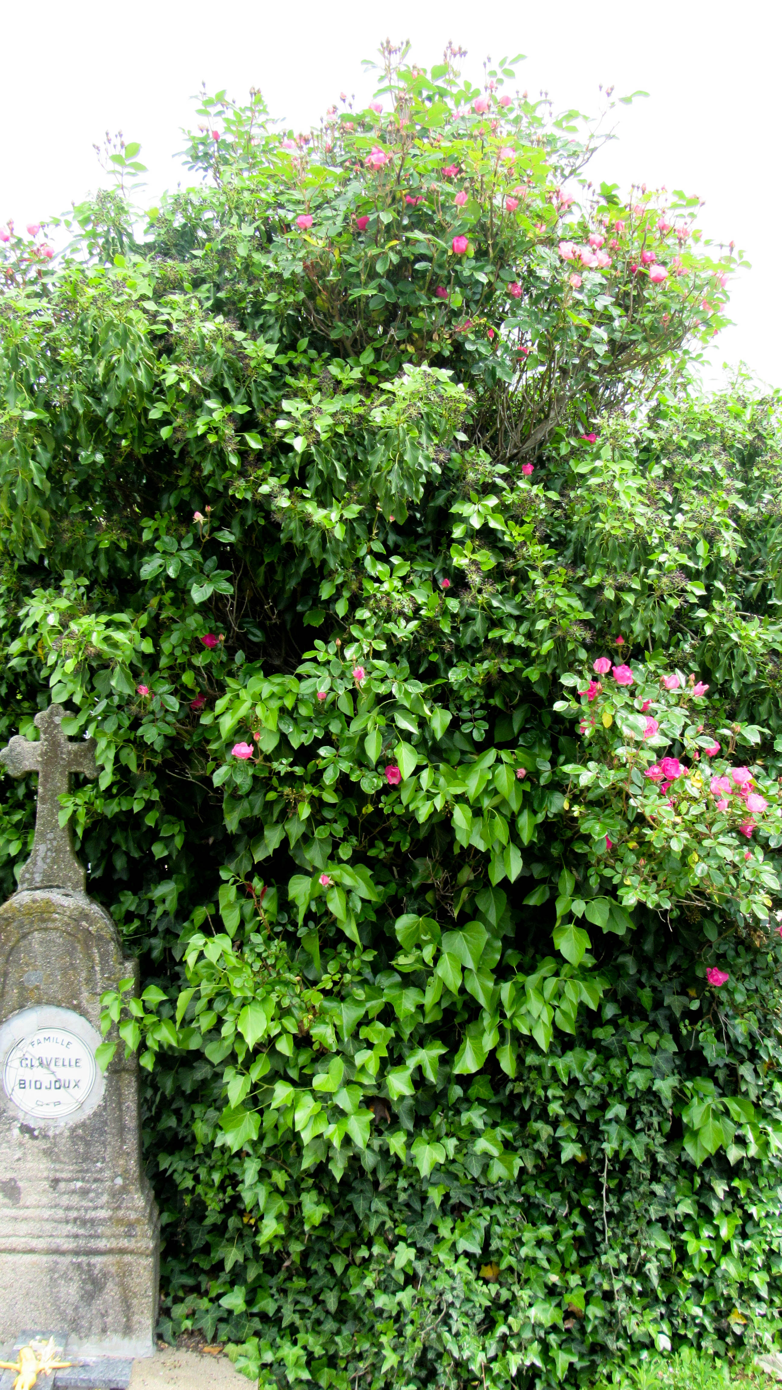 Un cimetière, un jardin thérapeutique ?