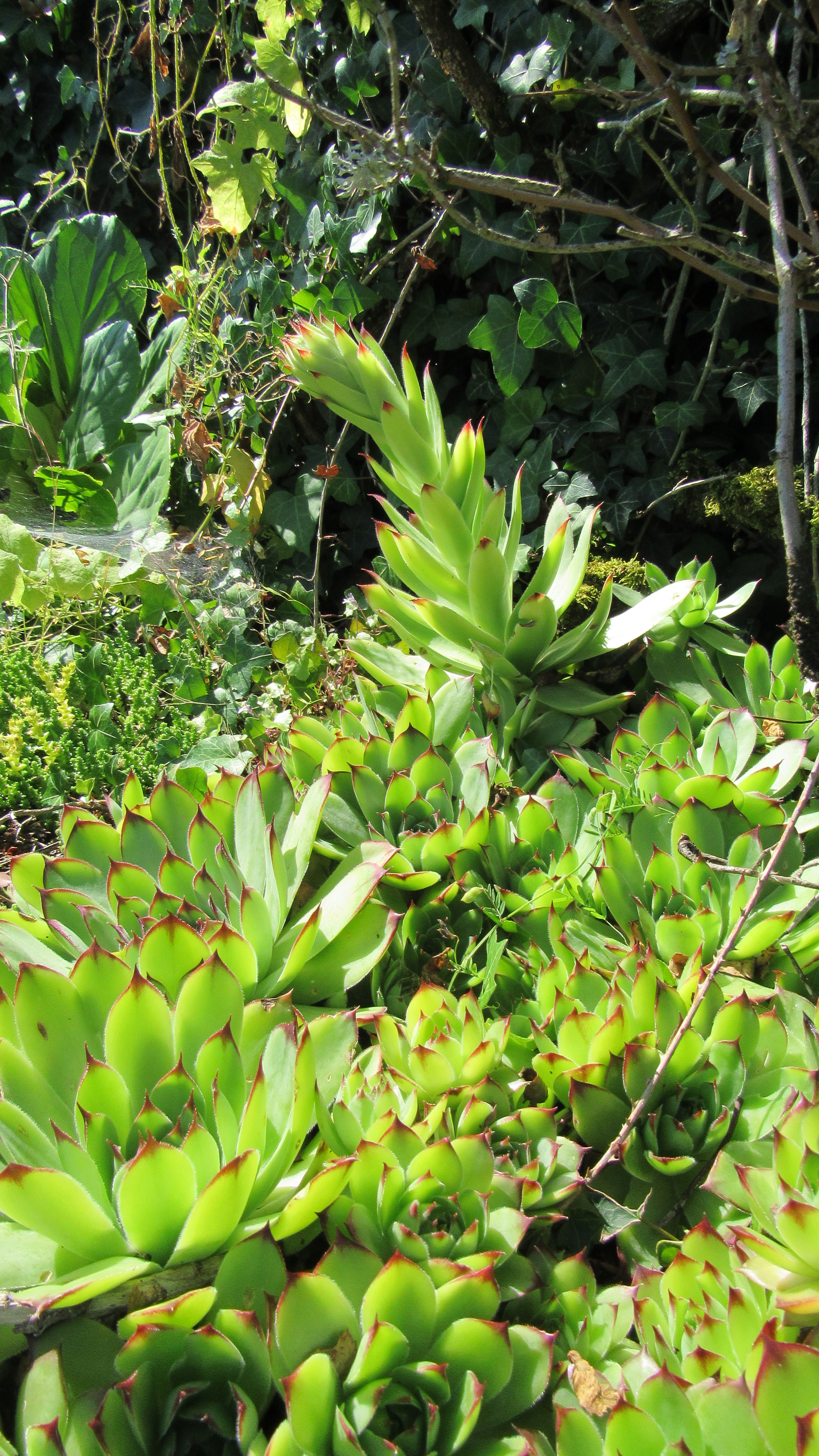 CleanWalk au cimetière de Vayres!