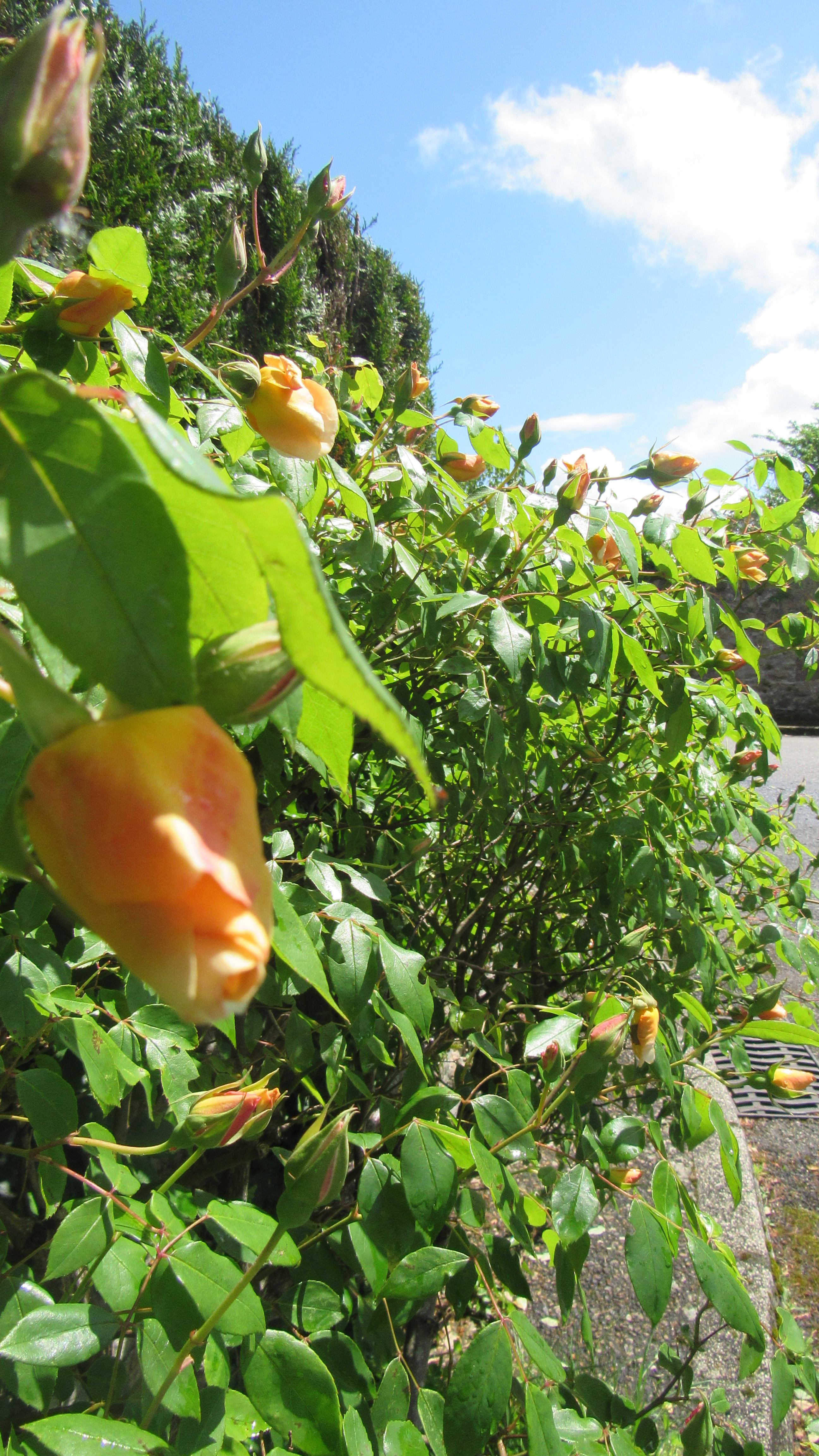 Bulletin d&rsquo;adhésion association