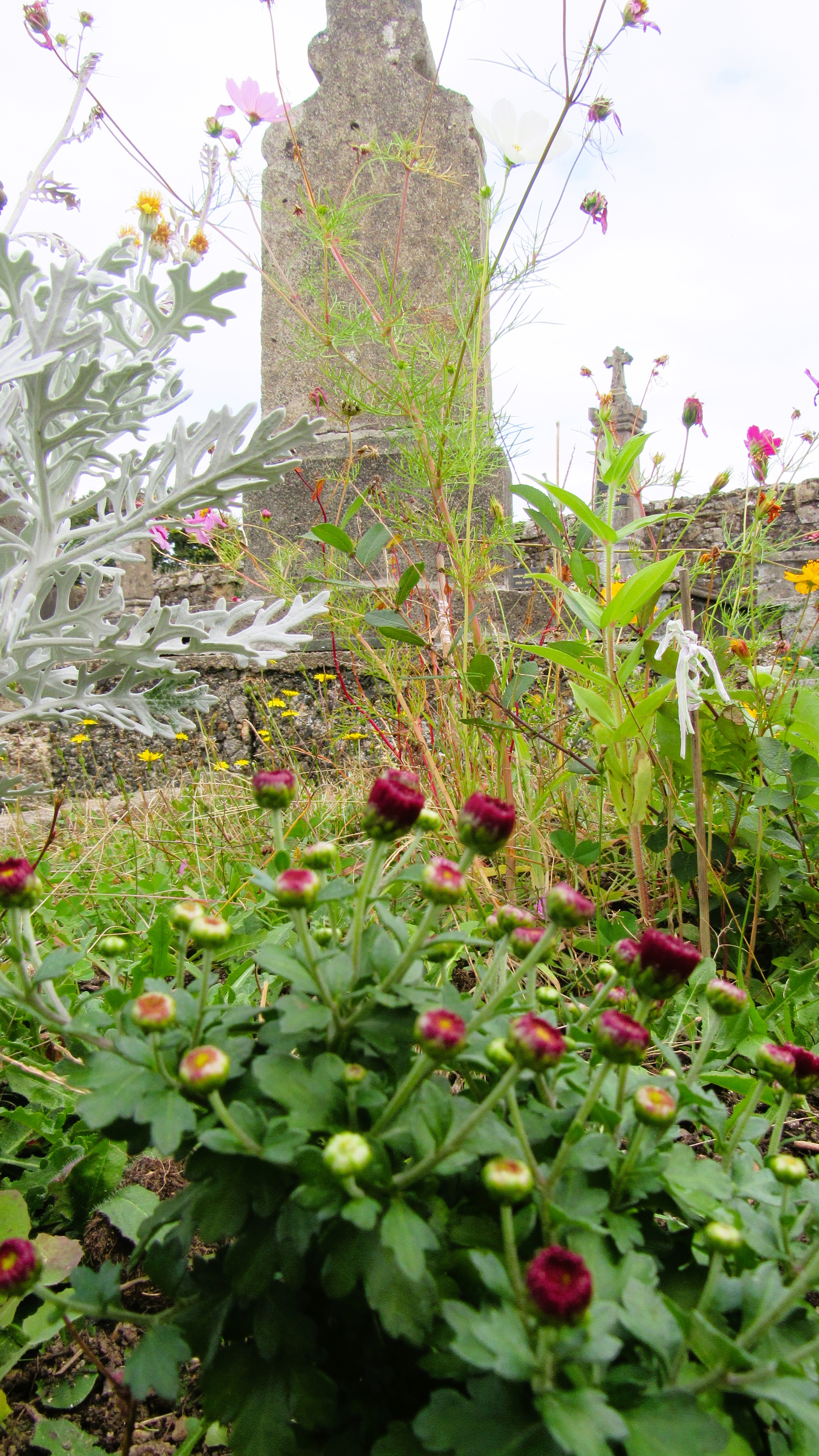 Le cycle des fleurs à Vayres