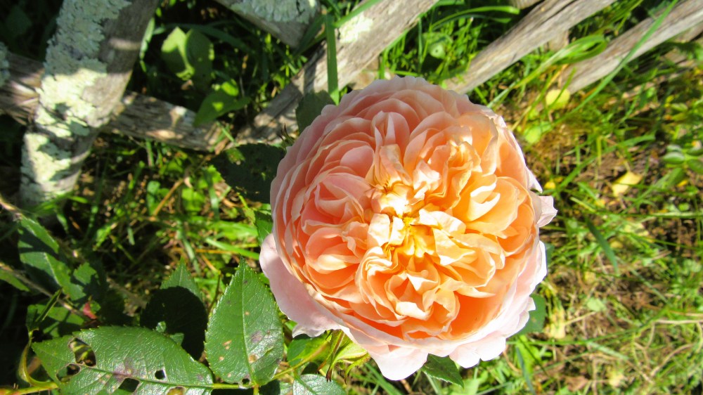 Programme juin, juillet, août et septembre 2024 à Vayres