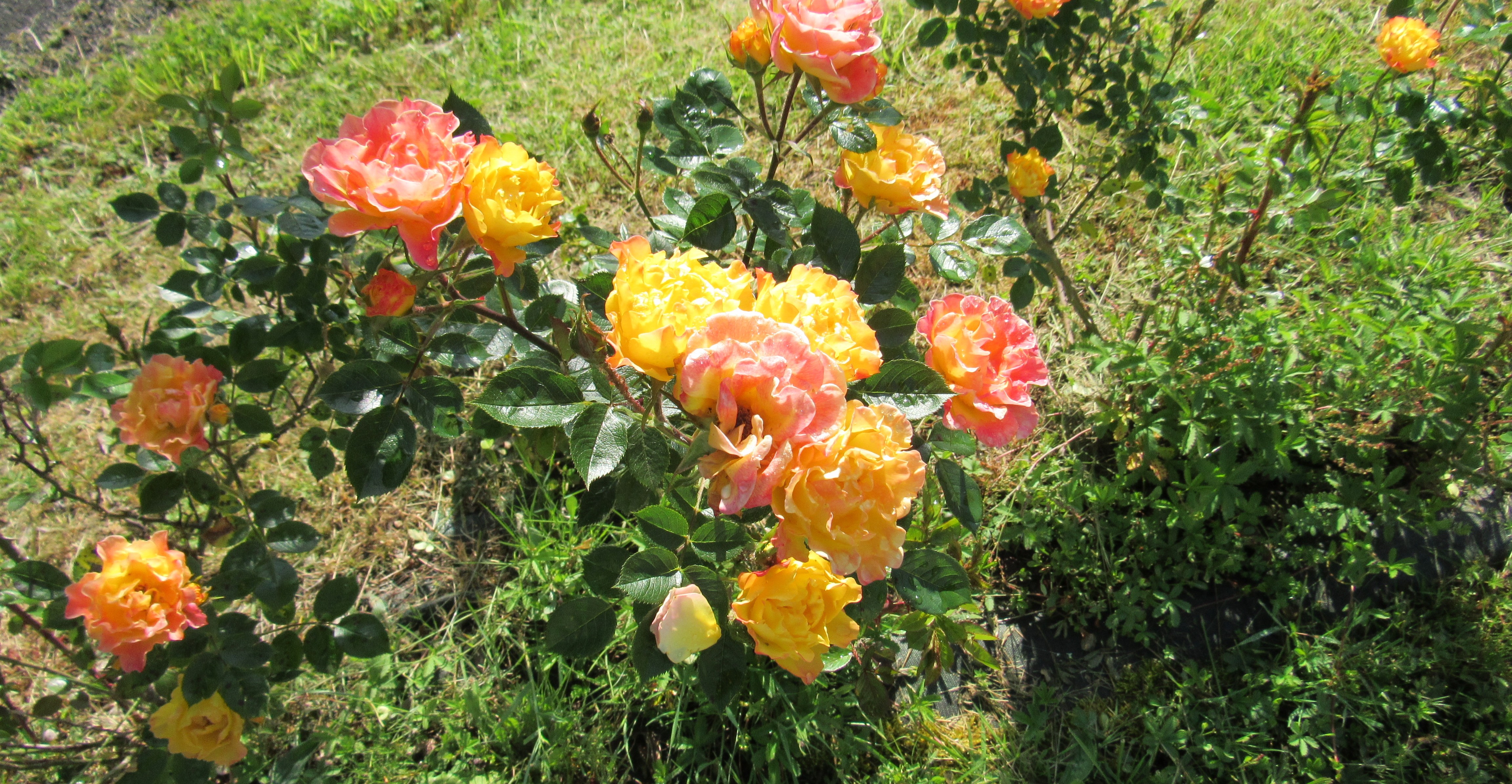 Aux cent fleurs du mois de mai 2025